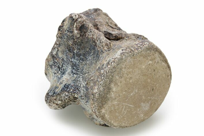 Fossil Mosasaur (Clidastes) Vertebra - Texas #251254